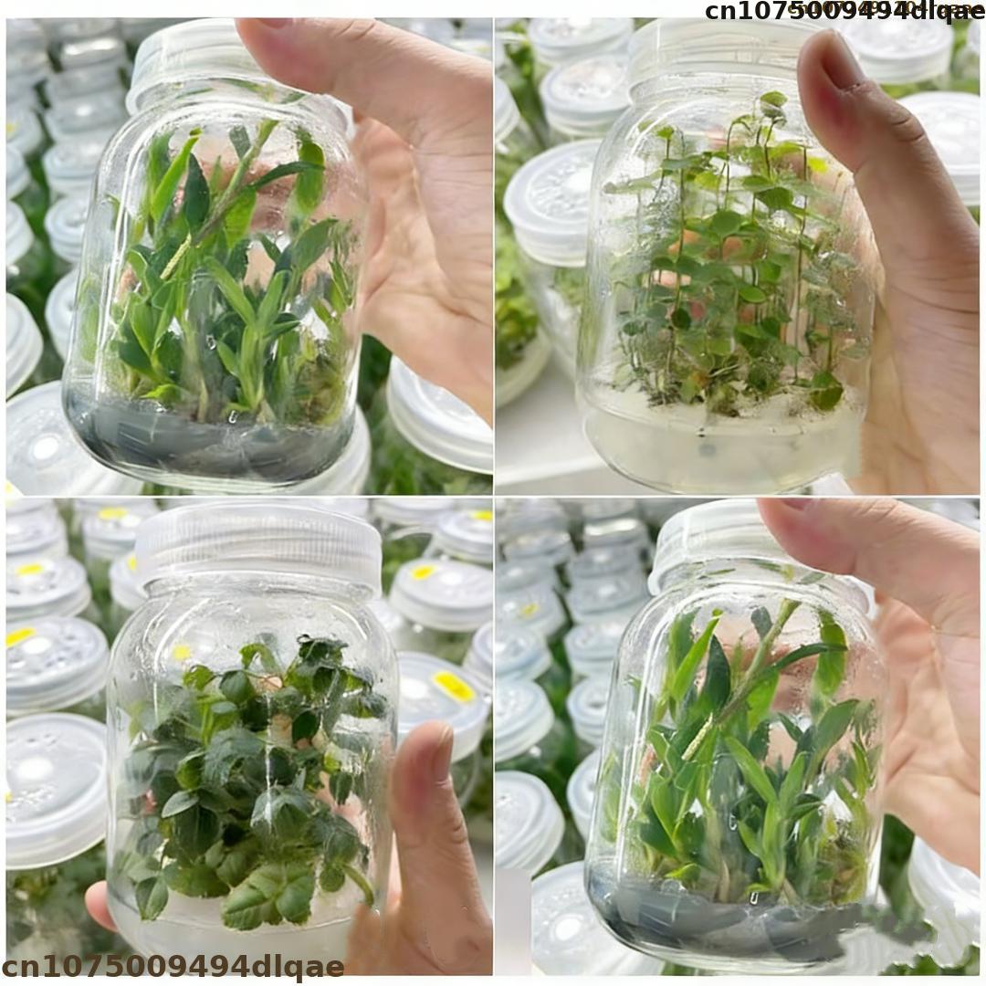 Plant Tissue Culture Agar Powd - đánh giá và giá Agar Tissue Culture